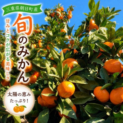 朝日町の太陽が育てた旬のみかん 約5kg　サイズ混合【2026年11月下旬より発送】