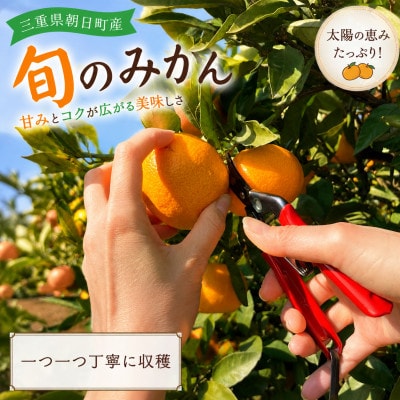 朝日町の太陽が育てた旬のみかん 約5kg　サイズ混合【2026年11月下旬より発送】