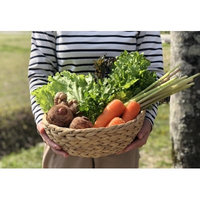 越知産市の季節の野菜ミニセット　産地直送　旬野菜