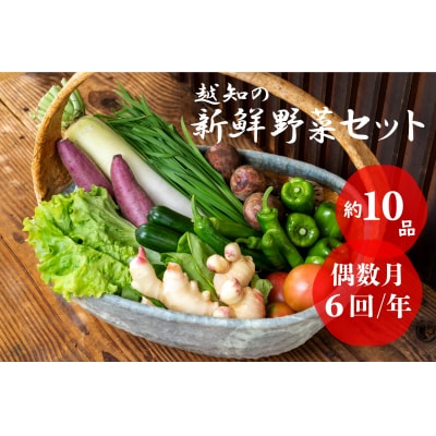 越知産市の季節の野菜セット(年6回発送) 偶数月　産地直送　旬野菜