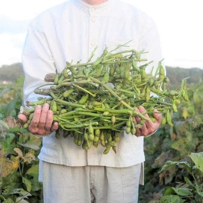 【ふるさと納税限定】農家直送!枝つき丹波黒枝豆と日本酒SENのセット[No5698-1166]