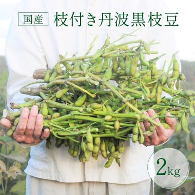 朝採り ・ 栽培期間中農薬化学肥料不使用|枝付き 丹波黒枝豆 茹で方レシピ[No5698-0286]