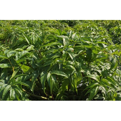 ジオで生まれた当帰茶(ティーバッグ)