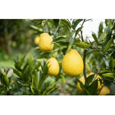 <無茶々園のひょう柑　10kg>　果物　フルーツ　柑橘　愛媛　期間限定