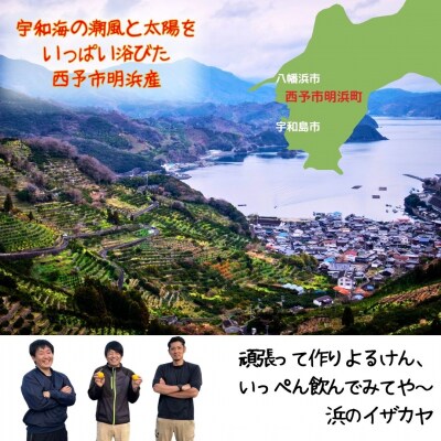 <家族で楽しむ贅沢みかんジュース　3本セット(愛媛県西予市明浜産)>　柑橘　フルーツ　飲料