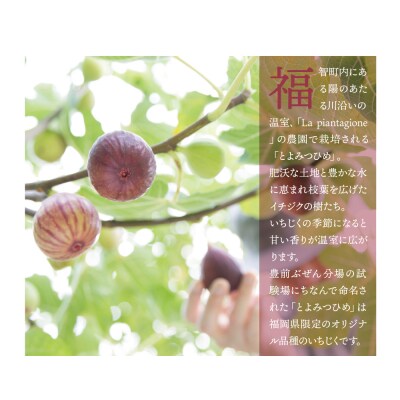 【2026年発送】とよみつひめイチジク(4パック)
