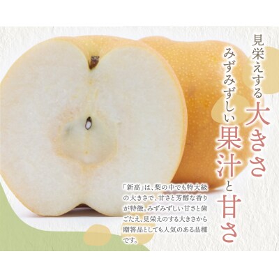 赤池梨(新高)約2.5kg