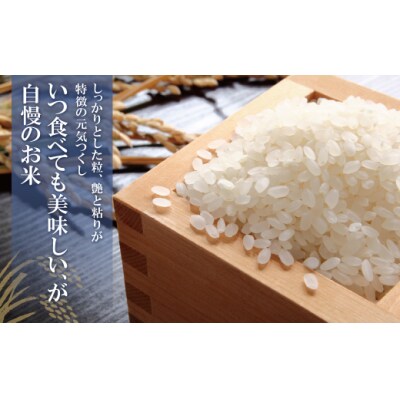 無洗米 福岡県産・元気つくし10kg定期便(隔月・年6回)