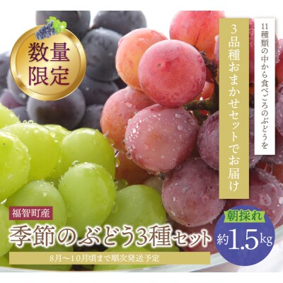★8/31まで★【2026年発送】季節のぶどう 3種セット 約1.5kg 