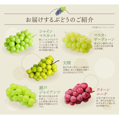 【2026年発送】季節のぶどう 3種セット 約1.5kg 