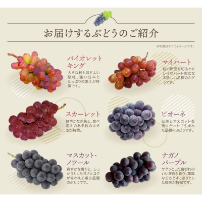 【2026年発送】季節のぶどう 3種セット 約1.5kg 