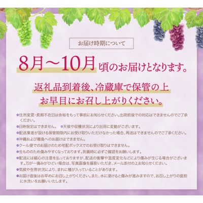 【2025年発送】季節のぶどう 3種セット 約1.5kg 