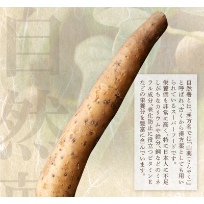 【福智町産】オラの自然薯(カットもの 550g以上)