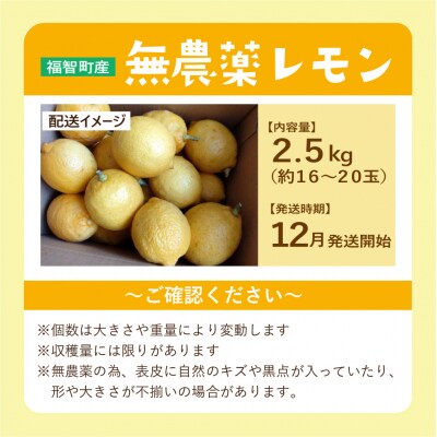 福智町産 レモン 2.5kg 約16～20個