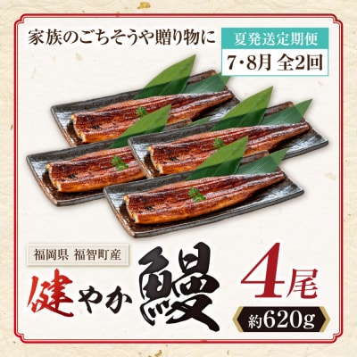 健やか鰻 国産うなぎ蒲焼 (無頭) 4尾 (計620g以上) ★定期便・夏発送★