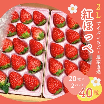 【2027年発送先行受付】静岡いちご「紅ほっぺ」2Lサイズ40粒(20粒×2トレイ)総重量約600g