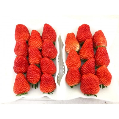 【2027年発送先行受付】大きめいちご紅ほっぺ280g×2パック 計560g