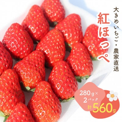【2027年発送先行受付】大きめいちご紅ほっぺ280g×2パック 計560g