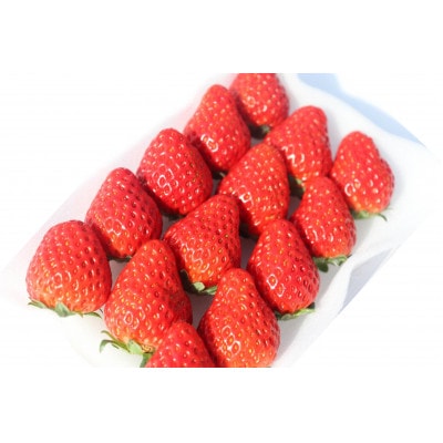 【2027年発送先行受付】大きめいちご紅ほっぺ280g×2パック 計560g