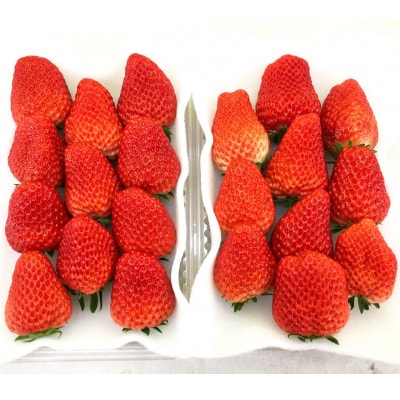 【2027年発送先行受付】大きめいちご紅ほっぺ280g×2パック 計560g