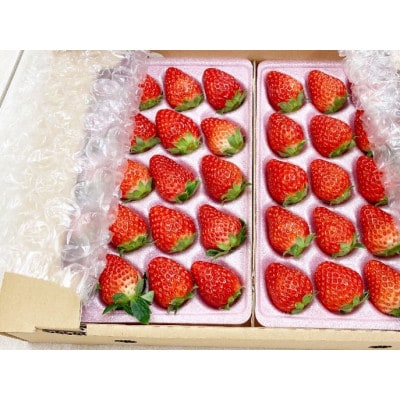 【発送月固定定期便】静岡いちご「紅ほっぺ」2Lサイズ40粒(20粒×2トレイ)約600g×全3回