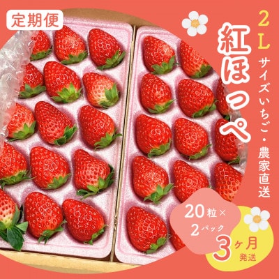 【発送月固定定期便】静岡いちご「紅ほっぺ」2Lサイズ40粒(20粒×2トレイ)約600g×全3回
