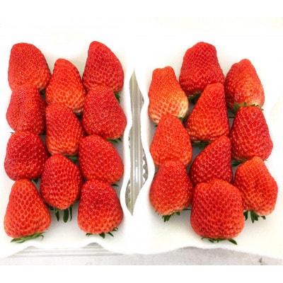 【発送月固定定期便】大きめいちご紅ほっぺ280g×2パック 約560g×全3回