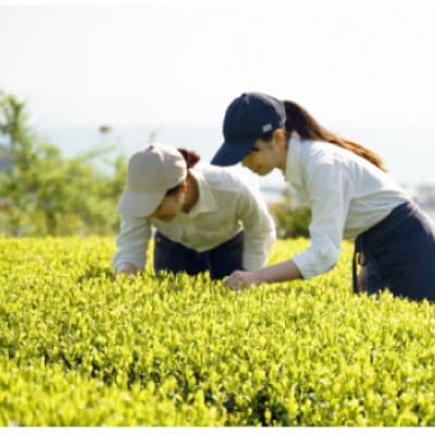 つゆひかり茶セット