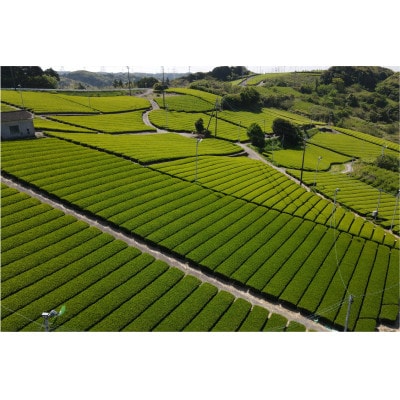 まるよのさえみどり　100g袋詰