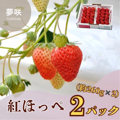 先行予約　令和8年1月より順次発送　静岡県産紅ほっぺ(約260g×2パック)JA遠州夢咲