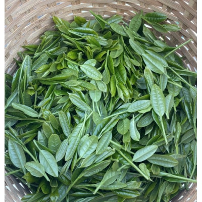 店長お薦めの静岡茶と急須湯冷ましセット