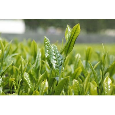 マイボトル茶(3袋)と普段飲み緑茶(2袋)セット　計5袋