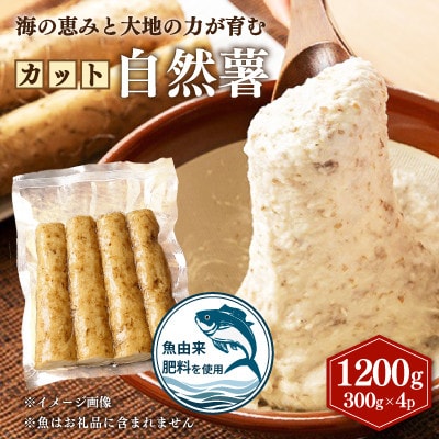 ★ひげ根処理済み★カット自然薯 1200g (300g×4p)