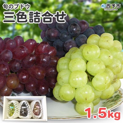 旬のブドウ　西予市産三色詰合せセット(1.5kg)