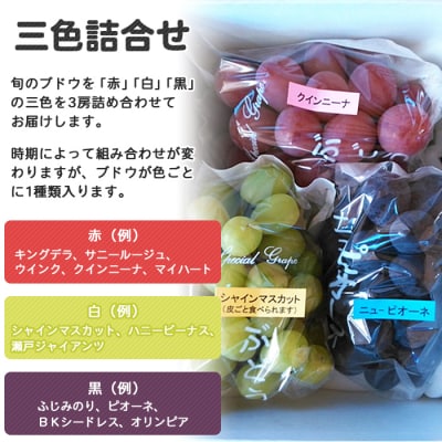 旬のブドウ　西予市産三色詰合せセット(1.5kg)