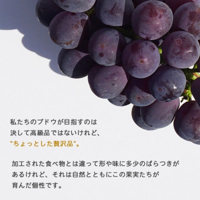 旬のブドウ　西予市産三色詰合せセット(1.5kg)