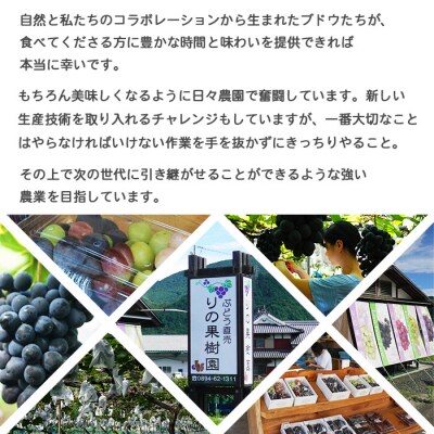 旬のブドウ　西予市産三色詰合せセット(1.5kg)