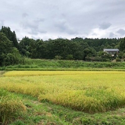樫野産新米梅原米(ヒノヒカリ)5kg×2パック令和6年産【先行受付】[1879]