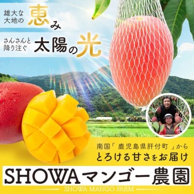 【先行受付】肝付町産　完熟マンゴー　ご褒美セット　B15002