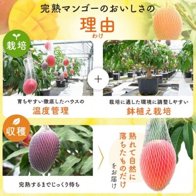 【先行受付】肝付町産　完熟マンゴー　ご褒美セット　B15002