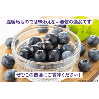 〈先行予約〉 生食 ブルーベリー 1kg [ノーザン・ベリーズ 北海道 砂川市 12260529]