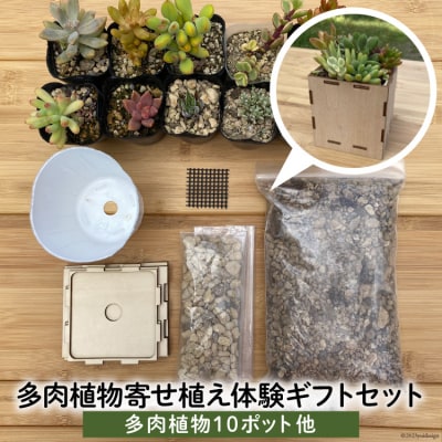 安心やすらぎ共和国OASIS REPUBLIC多肉植物寄せ植え体験ギフトセット[12260374]