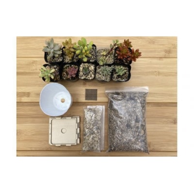 安心やすらぎ共和国 OASIS REPUBLIC『多肉植物寄せ植え体験ギフトセット』12260374