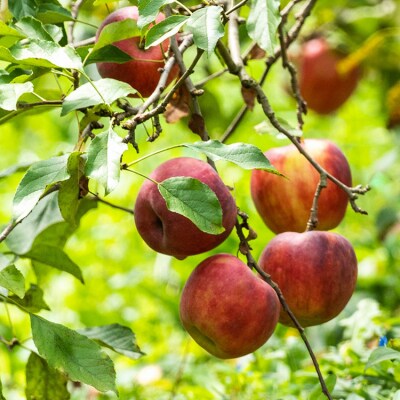 林檎の森ジュース 180ml×10本 セット [三谷果樹園 北海道 砂川市 12260543] 