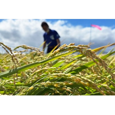 米 令和7年 ゆめぴりか 玄米 30kg [JA新すながわ 砂川市 12260853] 