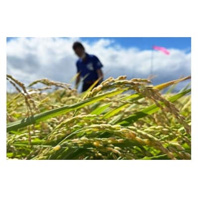 米 令和7年 ななつぼし 玄米 30kg [JA新すながわ 北海道 砂川市 12261008]