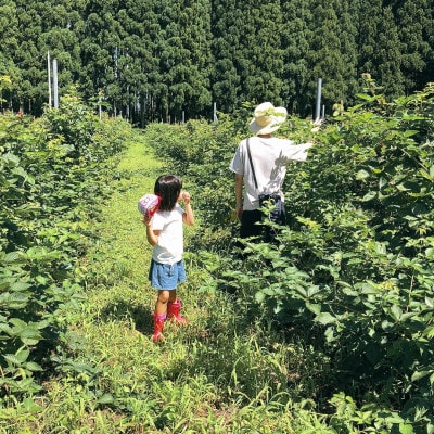 【希少果実】ブラックベリー収穫体験　4名様分　お持ち帰り付き　