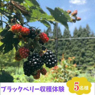 【希少果実】ブラックベリー収穫体験　5名様分　お持ち帰り付き