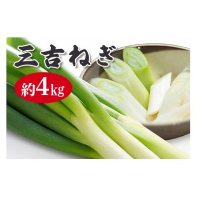 小野瀬農園の特選ネギ　約4kg