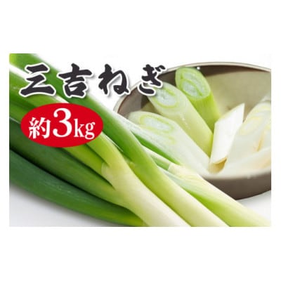 小野瀬農園の特選ネギ　約3kg